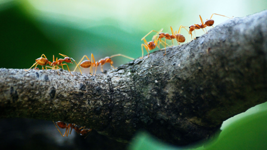 Got Ants? Here Are The Top 4 Ants That Sneak Into Homes