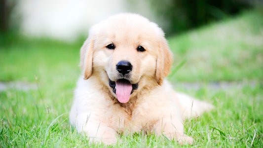 How to Remove Fleas & Keep Your Pets Safe Without Chemicals