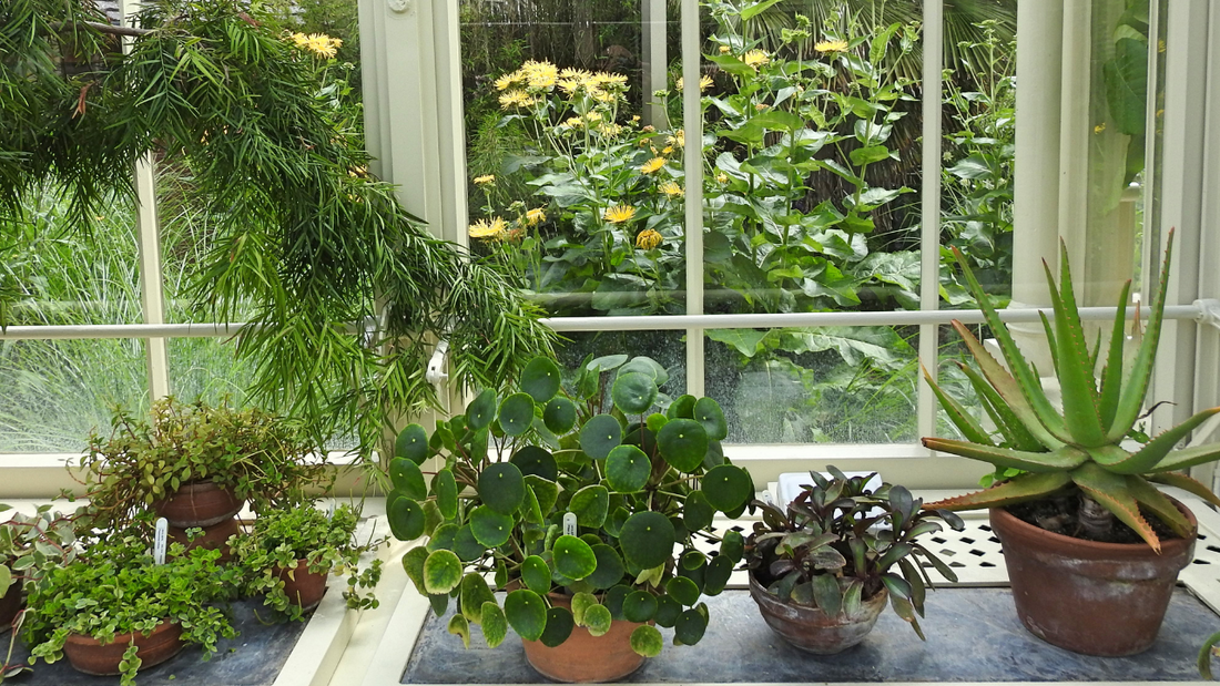 Fungus Gnats: In-Depth IPM Overview