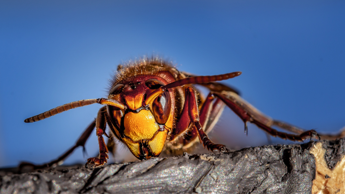 Stinging Insects’ IPM: Yellow-Jackets, Hornets, and Wasps