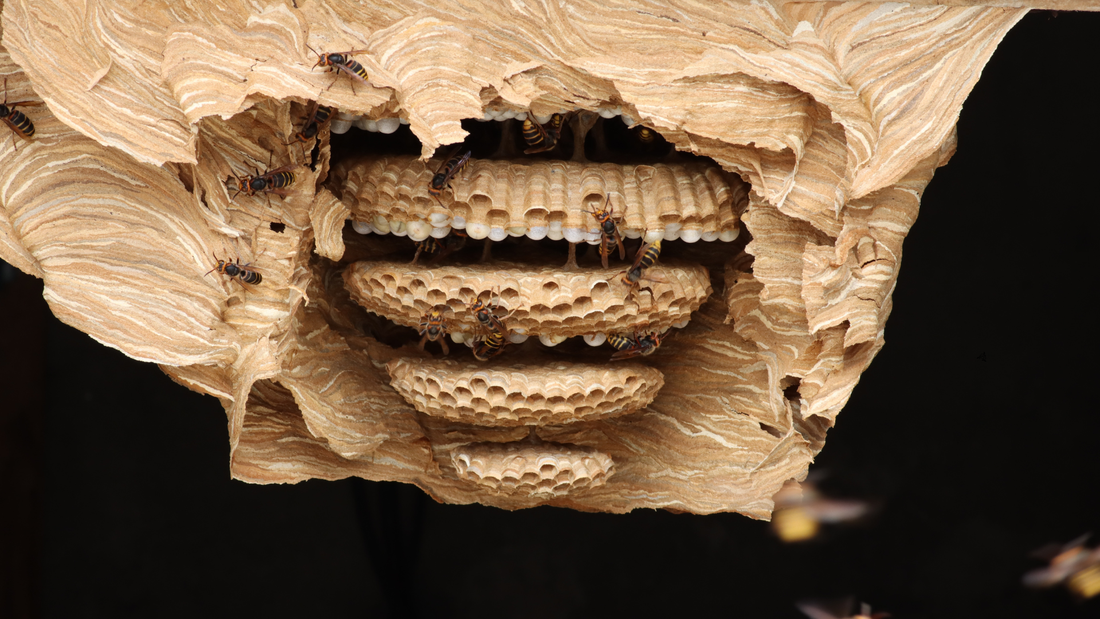Hornet & Wasp Nest Identification Guide