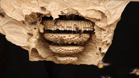 Hornet & Wasp Nest Identification Guide