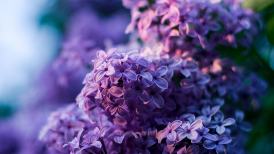 Powdery Mildew Problem? TweetMint Plant Wash is Your Solution!
