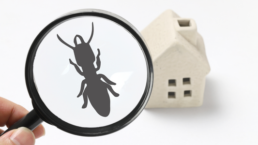 Pest Problems? We Have the Solution