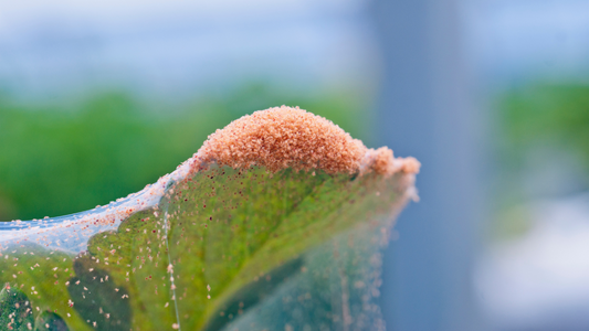 Spider Mites: In-depth IPM Overview