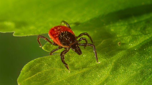 How to Submit Ticks in Michigan