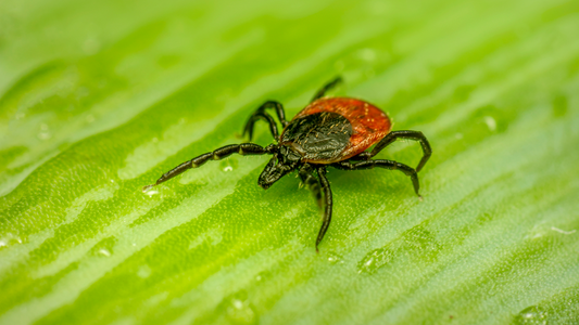 Guide to Natural & Non-Toxic Tick Control