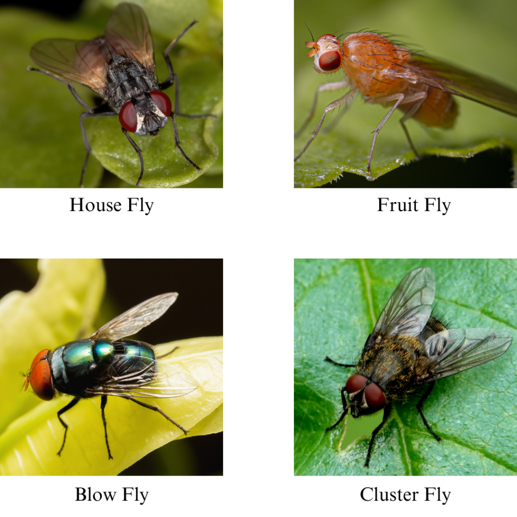 How to Remove Flies from Your Home Without Chemicals – Safe Solutions